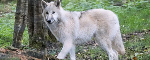 parc animalier