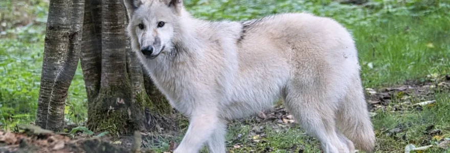 parc animalier